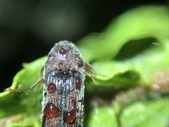 Galbodema mannerheimii