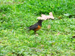 Turdus dissimilis