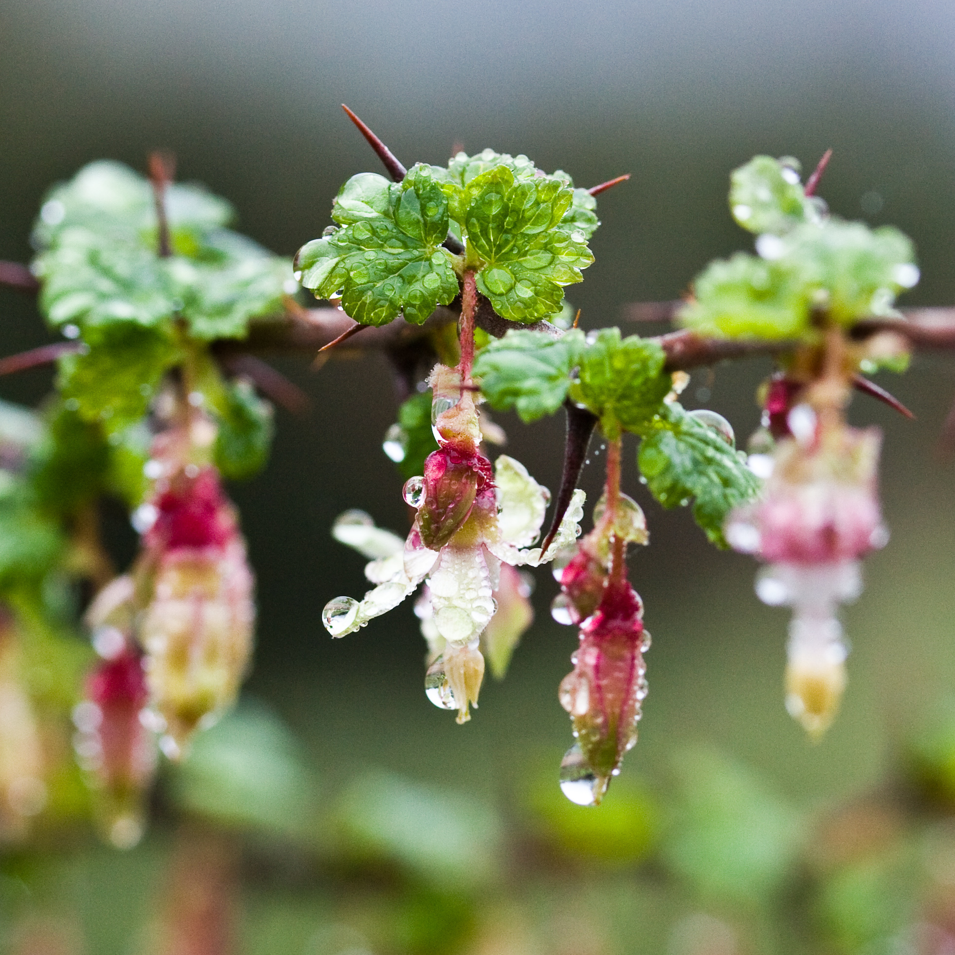 Ribes californicum var. californicum