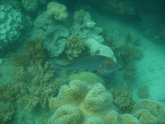 Lethrinus miniatus