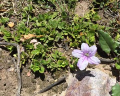 Ruellia pilosa