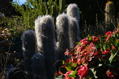 Oreocereus celsianus
