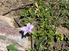 Ruellia pilosa