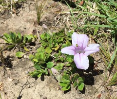 Ruellia pilosa