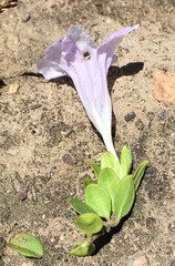 Ruellia pilosa