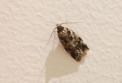 Barea atmophora