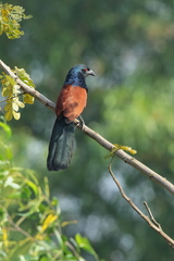 Centropus sinensis parroti