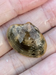 Ruditapes philippinarum