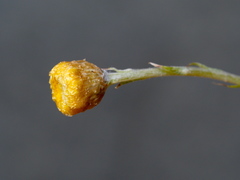 Coronidium gunnianum