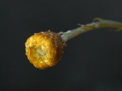 Coronidium gunnianum