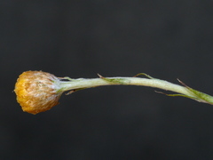 Coronidium gunnianum