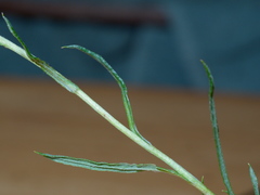 Coronidium gunnianum