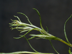 Coronidium gunnianum