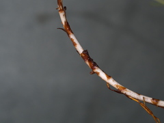 Coronidium gunnianum