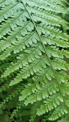 Davallia hymenophylloides