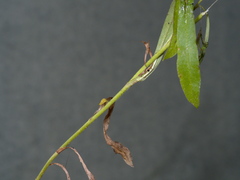 Coronidium gunnianum