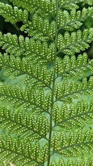 Davallia hymenophylloides