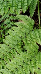 Davallia hymenophylloides