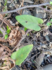 Aristolochia shimadae