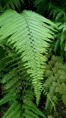 Davallia hymenophylloides