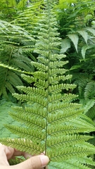 Davallia hymenophylloides