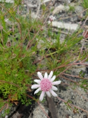 Actinotus forsythii