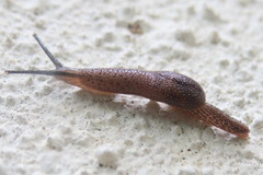 Ostracolethinae