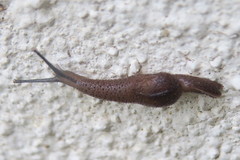 Ostracolethinae