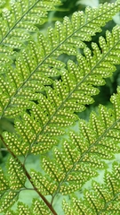 Davallia hymenophylloides