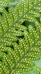Davallia hymenophylloides