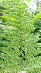 Davallia hymenophylloides