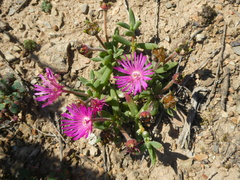 Trichodiadema gracile