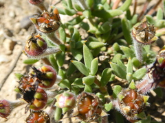 Trichodiadema gracile