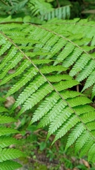 Diplazium polypodioides