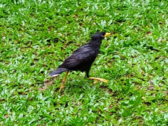 Acridotheres javanicus