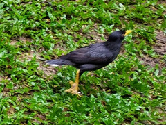 Acridotheres javanicus