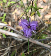Thysanotus racemoides