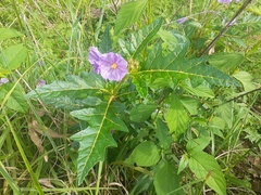 Solanum cinereum