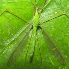 Leptotarsus virescens