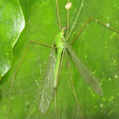 Leptotarsus virescens