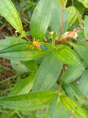 Velinus