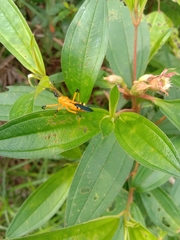 Velinus