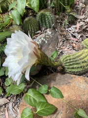 Trichocereus schickendantzii