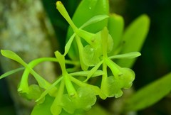 Epidendrum chlorocorymbos