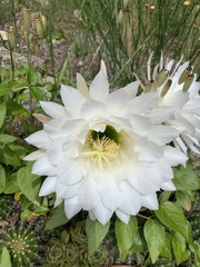 Trichocereus schickendantzii