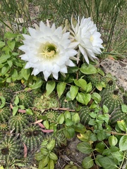 Trichocereus schickendantzii