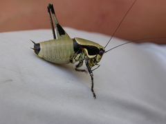 Eupholidoptera krueperi