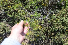 Rhamnus saxatilis