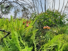 Blandfordia cunninghamii