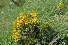 Genista ramosissima